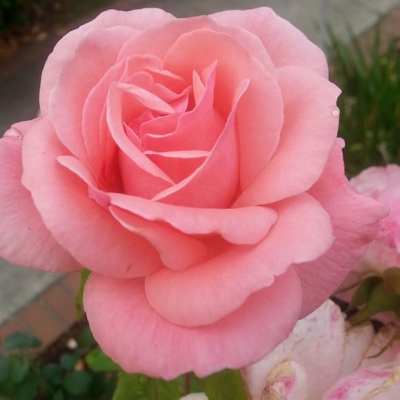 Meet your Posher, Franki - Picture 1 of 1